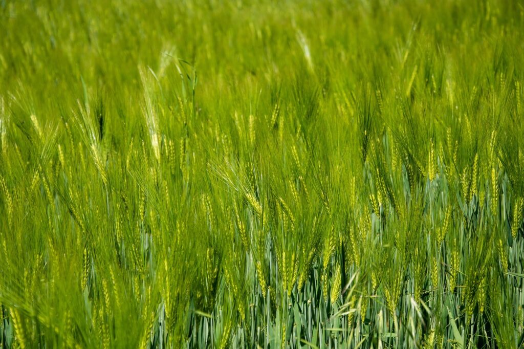 Prawnik-od-gruntów-rolnych